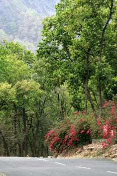 Roadside tress covered with green foliage and pink flowers