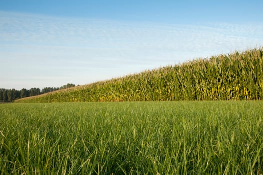 corn cornfield