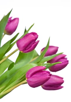 purple tulips isolated on a white background.please have a look at my other images about this subject