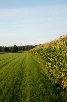corn cornfield