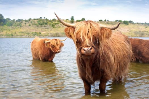 cattle of scottisch highland cows