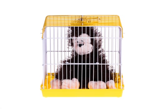 A black monkey in the golden cage, it looks like feeling depression
