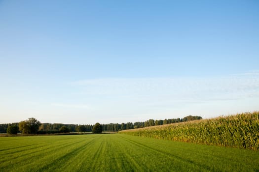 corn cornfield