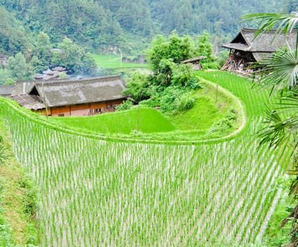 A small minority chinese village surrounded by rice terraces in guizhou