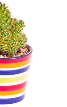 A small green cactus in a colorful rainbow pot isolated