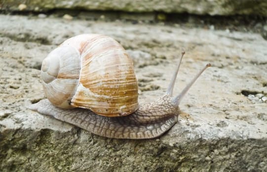 a snail crawling on a stair with large shell