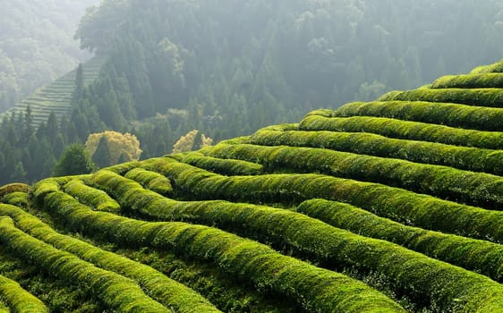 Rows of green tea in a field located in Korea