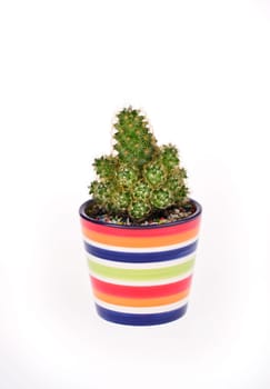 A small green cactus in a colorful rainbow pot isolated
