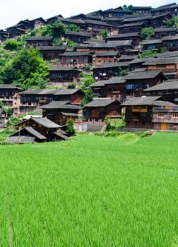 A rice field surrounded by ethnic Chinese Miao Village