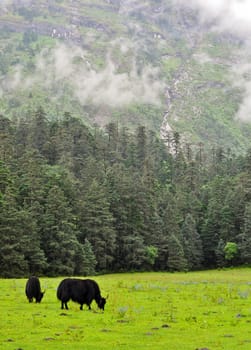 A yak grazing in a meadow in Lijiang, China