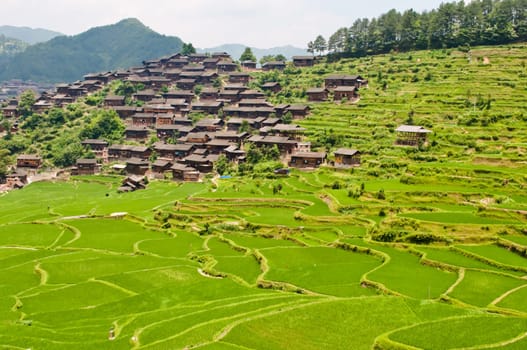 Large rice terraces with ethnic Chinese minority village