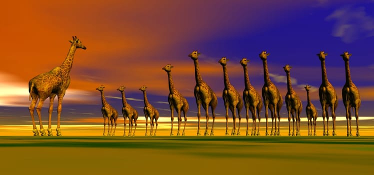 Giraffe herd