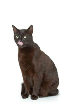 Black cat on white background