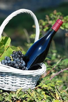 Bottle of red wine and grapes in basket