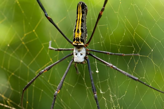 Skull spider,close-up of tropical insect in its web
