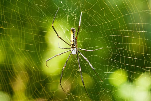 Skull spider,close-up of tropical insect in its web