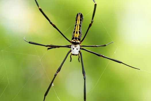 Skull spider,close-up of tropical insect in its web