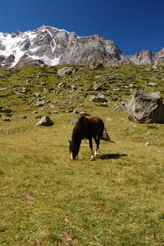 Grazing horse at mountain pasture, Monte Rosa in background