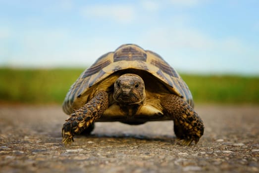 Turtle