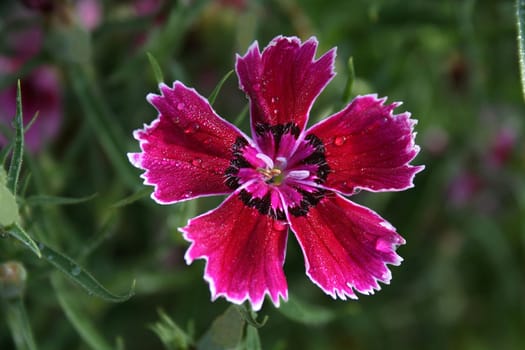 Floral beauty with striking color/ colour and regular geometric pattern