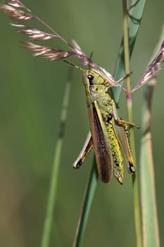 Grasshopper