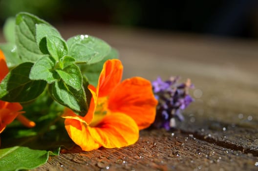 Herb Mortar Fresh Leaves