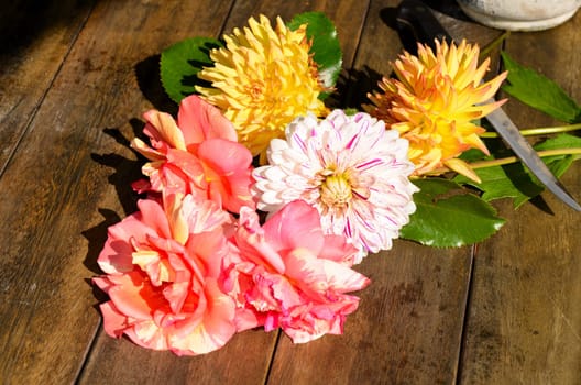 Flowers,Dahlias,Decoration,Garden,Safes