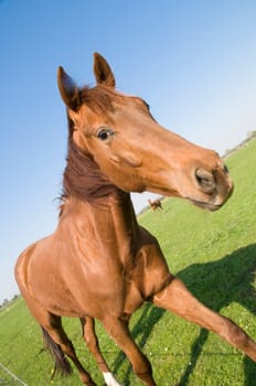 grazing horses in a paddock in East Frisia