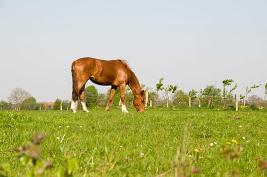 grazing horses in a paddock in East Frisia