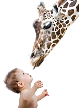 Giraffe and man