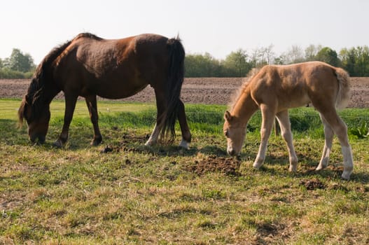 brown mare with brown foal grazing in a paddock