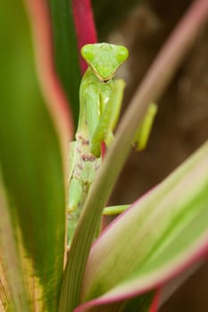 Praying mantis,close-up of insect in nature