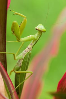 Praying mantis,close-up of insect in nature