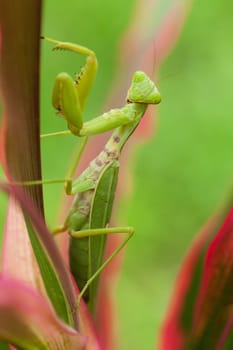 Praying mantis,close-up of insect in nature