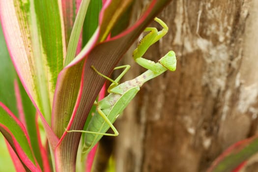 Praying mantis,close-up of insect in nature