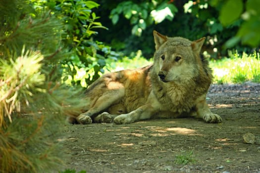 Wolf lying in the shadows of the tree