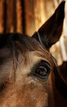Horse Spotlight