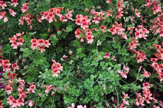 Geranium flower (cranesbills plantae magnoliophyta eudicots geraniales geraniaceae)