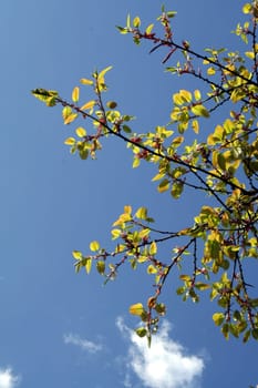 Backlit foliage set against bright, blue sky