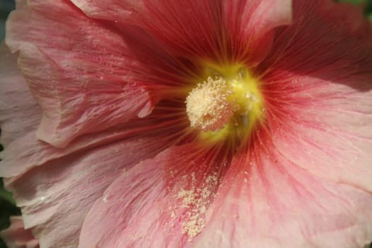 White pollen dust fallen on petal of pink hibiscus