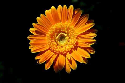 Beautiful floral design with petals and details arranged in concentric circles