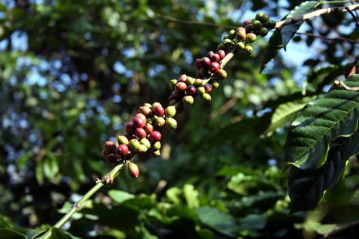 Bunch of green and reddish coffee beans