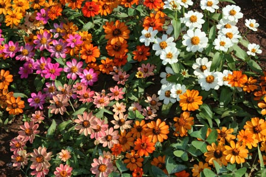 Section of beautiful and colourful/colorful bed of flowers