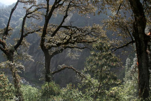 Landscape lined with forest tree lit in morning tress
