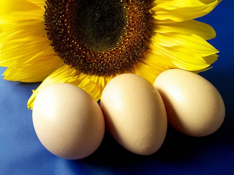 three fresh raw organic eggs with a sunflower