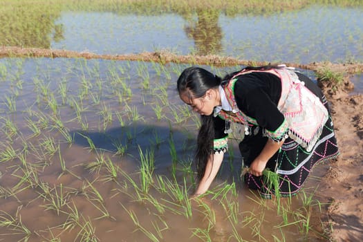 Work in the rice field,Hmong in traditional costume in Laos