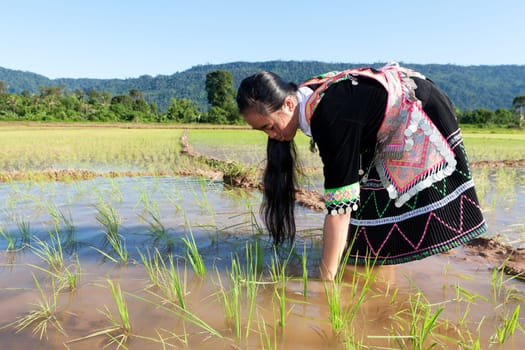 Work in the rice field,Hmong in traditional costume in Laos