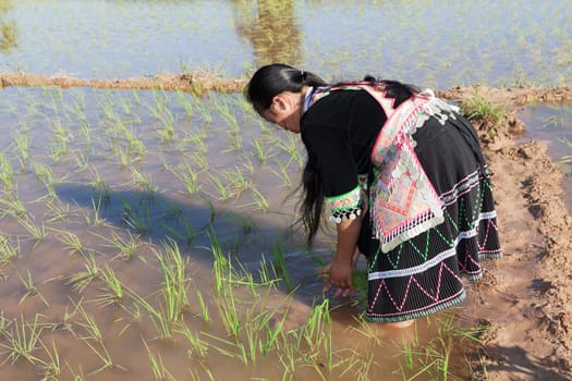 Work in the rice field,Hmong in traditional costume in Laos