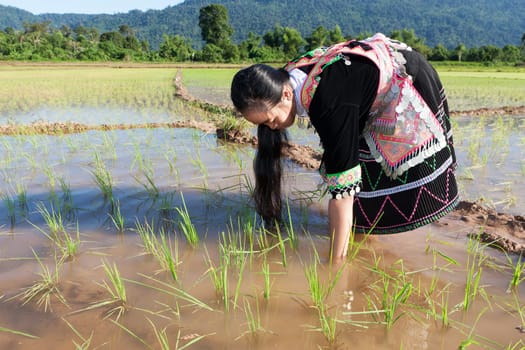 Work in the rice field,Hmong in traditional costume in Laos