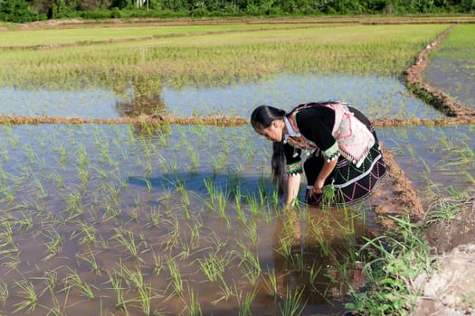 Work in the rice field,Hmong in traditional costume in Laos